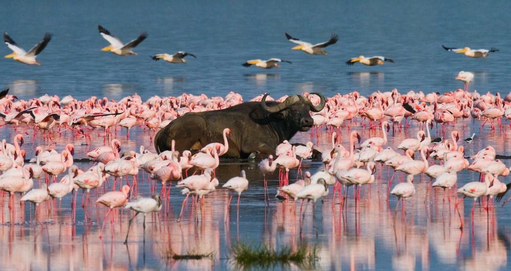 Nakuru tó